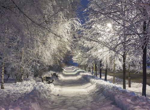 Image snow covered road between trees during daytime