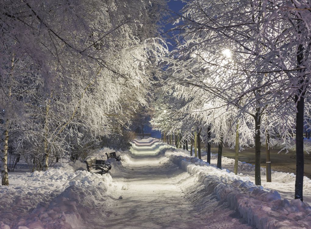 snow covered road between trees during daytime