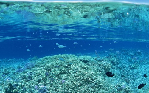 Image clear water with white coral reef