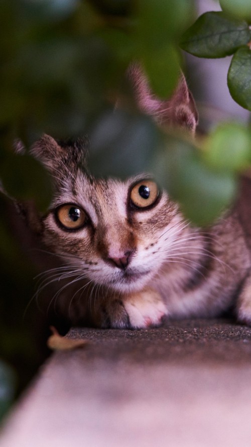 Image whiskers, Malayan cat, kitten, snout, tabby cat