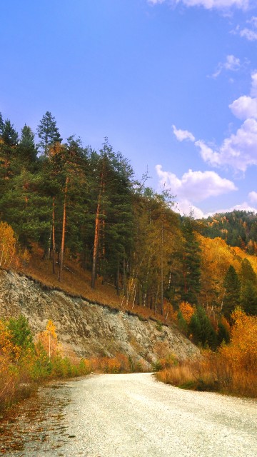 Image green and brown trees near mountain under blue sky during daytime