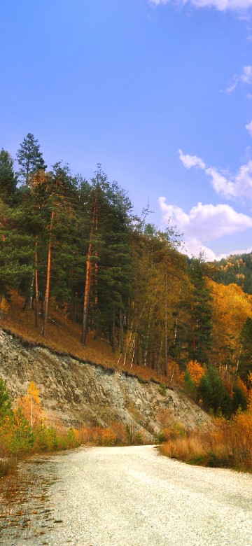 Image green and brown trees near mountain under blue sky during daytime