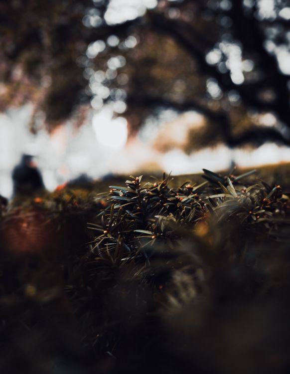 Brown Dried Grass During Daytime. Wallpaper in 6100x7858 Resolution