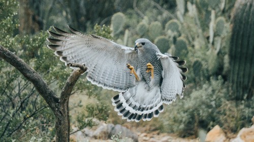 Image golden eagle, birds, white-bellied sea eagle, eagle, bird of prey