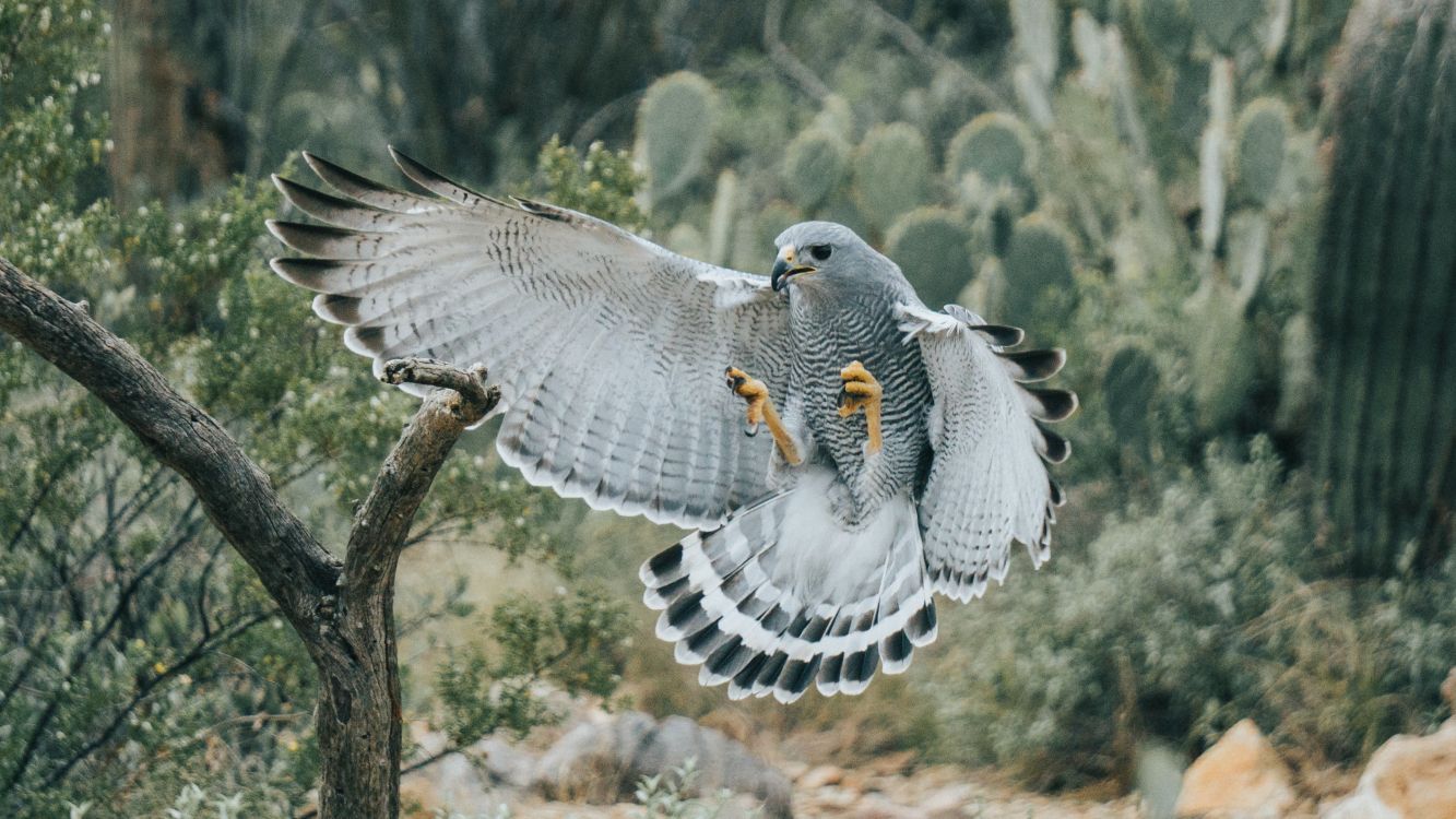 golden eagle, birds, white-bellied sea eagle, eagle, bird of prey