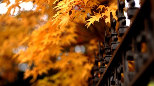 Image brown leaves on black metal fence