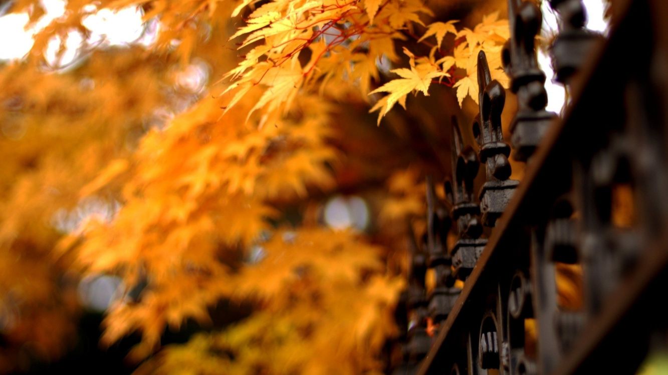 brown leaves on black metal fence