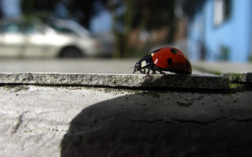 Image red ladybug on grey concrete wall during daytime