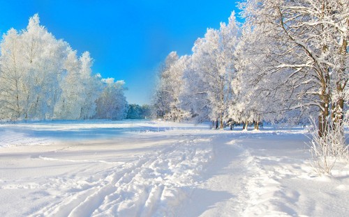 Image white trees on snow covered ground under blue sky during daytime