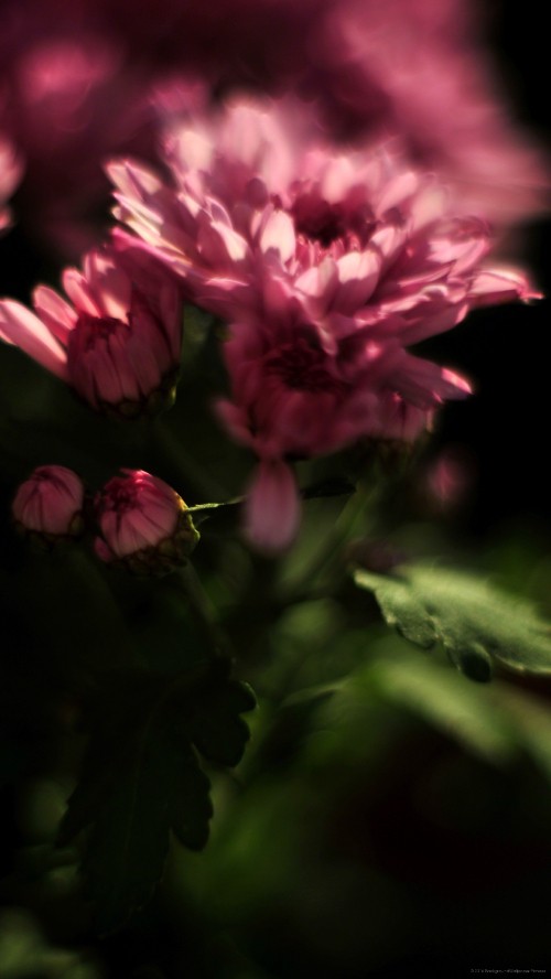 Image pink flowers in tilt shift lens