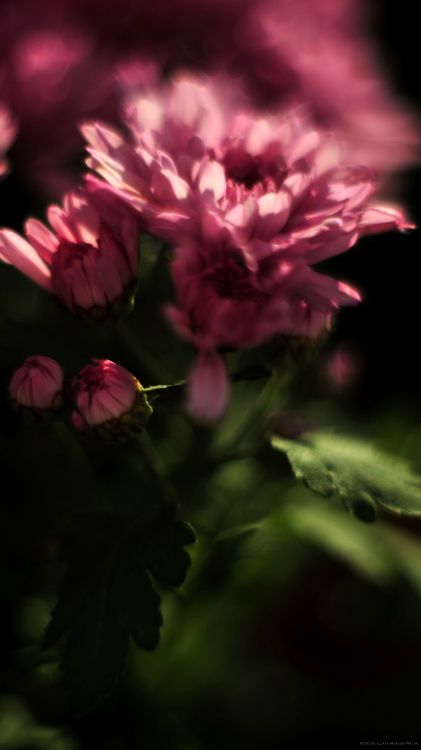 pink flowers in tilt shift lens