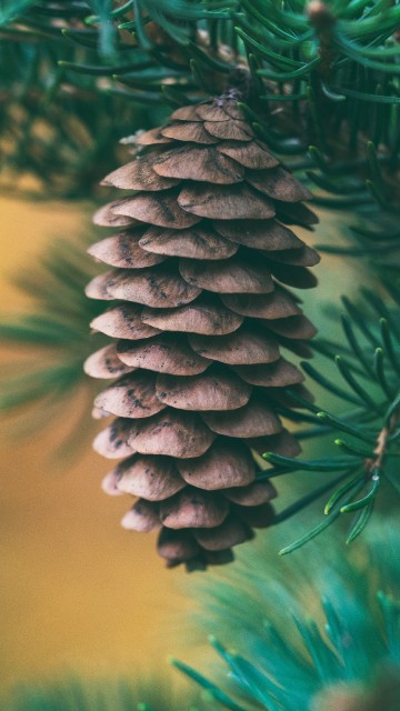 Image green pine cone in close up photography