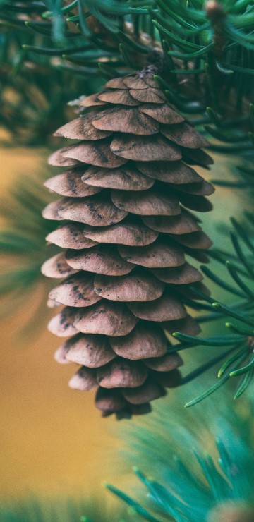 Image green pine cone in close up photography