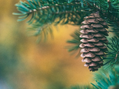 Image green pine cone in close up photography