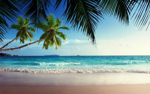 Image green palm tree on beach shore during daytime