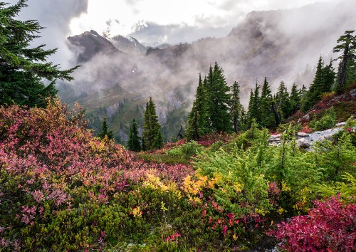 Image green trees and yellow flowers on mountain