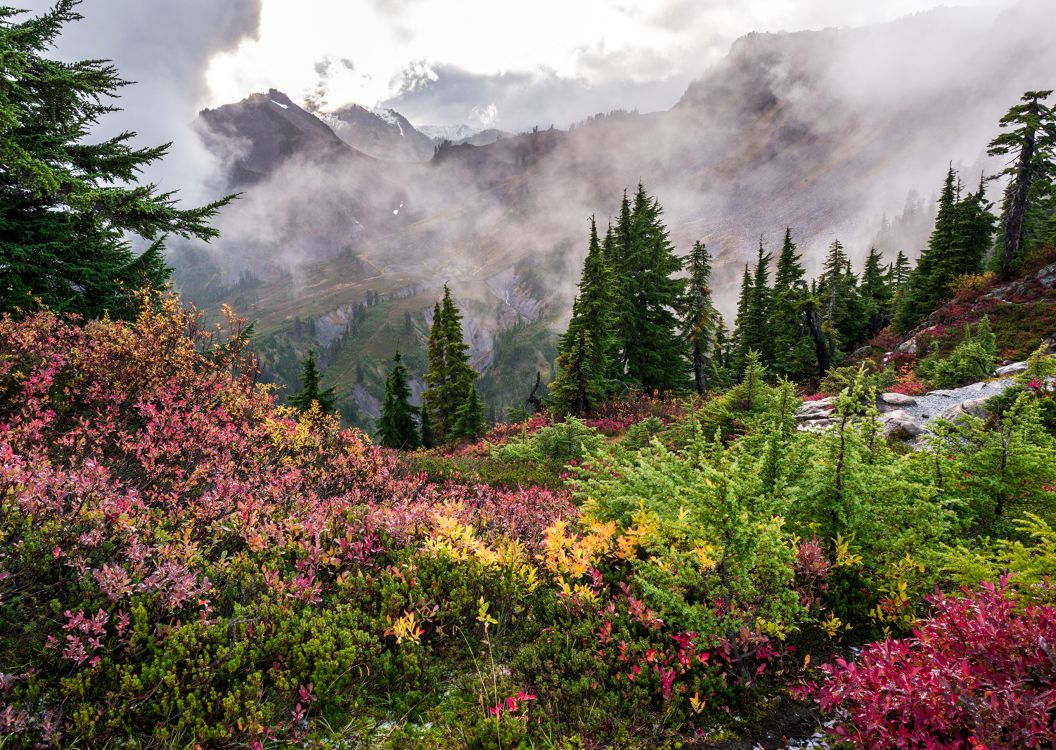 green trees and yellow flowers on mountain