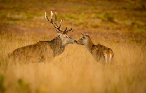 Image brown deer on brown grass field during daytime