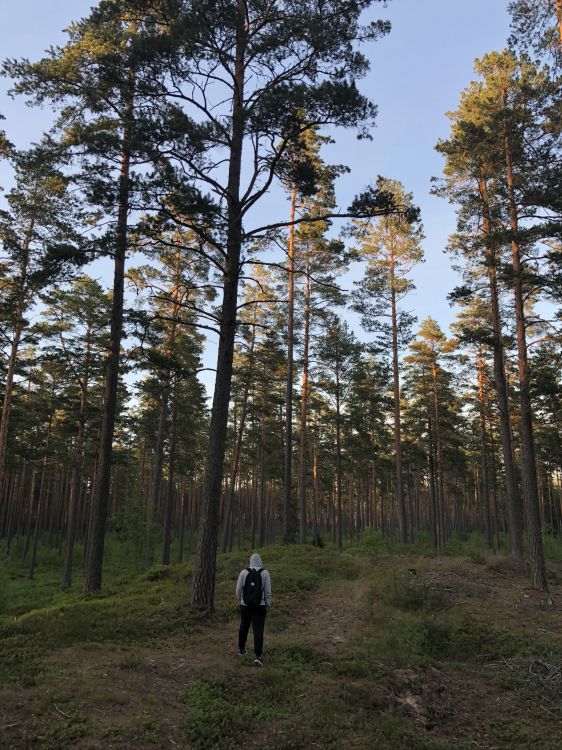 Wildnis, Natürlichen Umgebung, Baum, Wald, Hain. Wallpaper in 1536x2048 Resolution