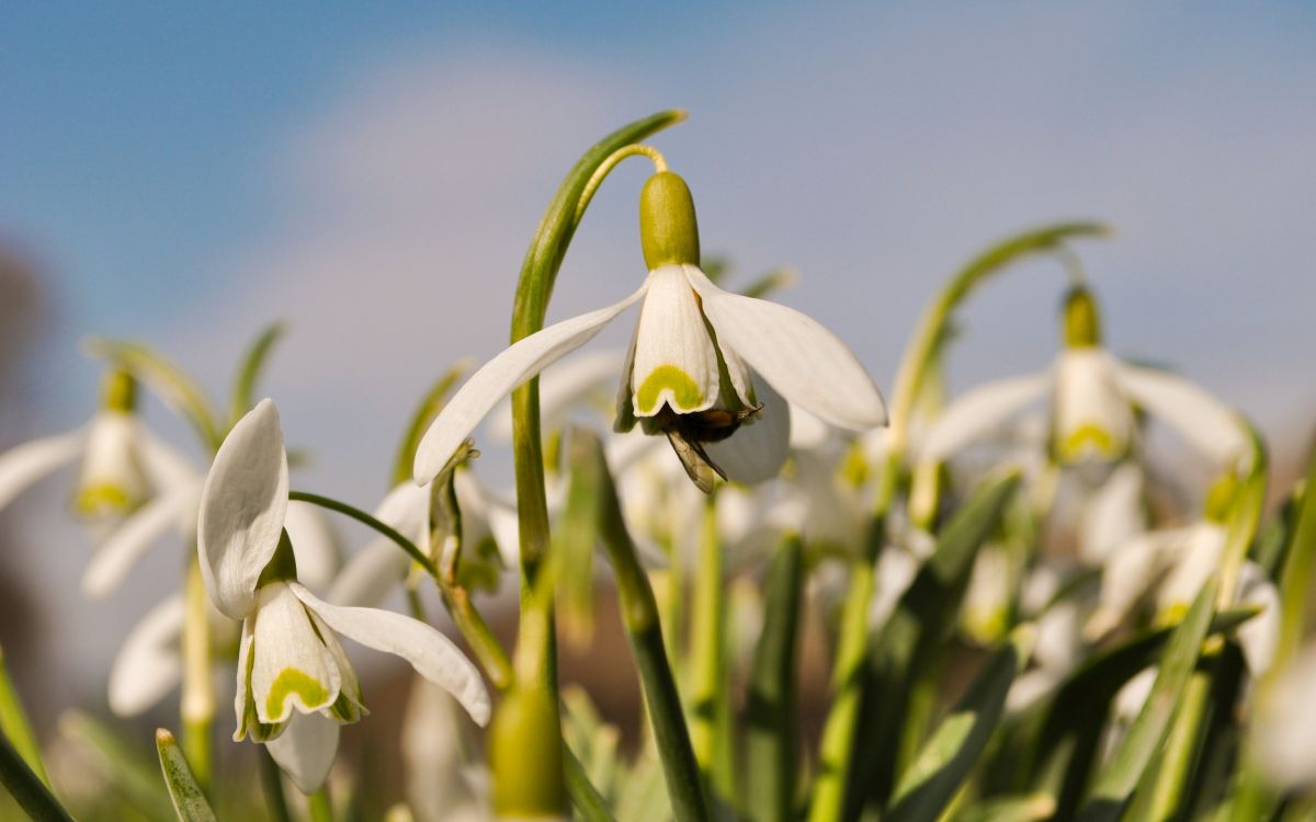 white and green flower bud in close up photography during daytime