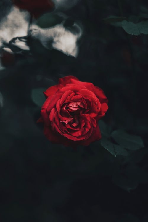 Rose Rouge en Fleurs Pendant la Journée. Wallpaper in 2848x4272 Resolution