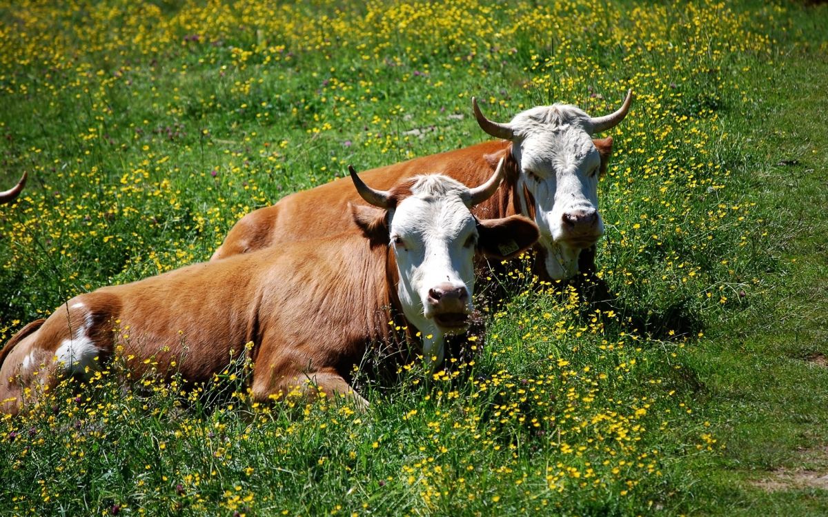 喇叭, 草地上, 动植物, 放牧, 奶牛 壁纸 1920x1200 允许