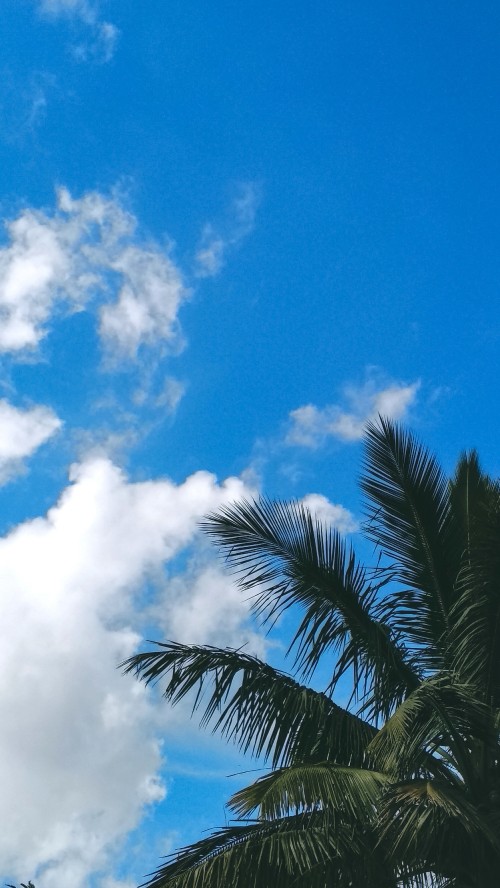 Image branch, palm trees, leaf, blue, tree