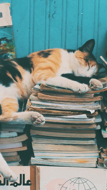 Image calico cat on books on table