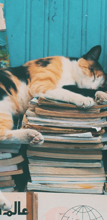Image calico cat on books on table