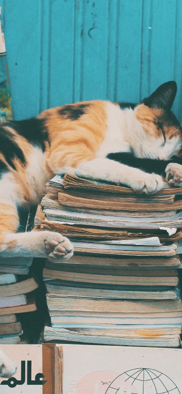 Image calico cat on books on table