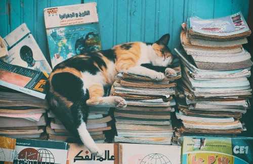 Image calico cat on books on table