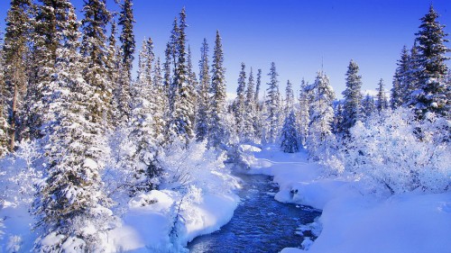 Image snow covered trees and ground during daytime