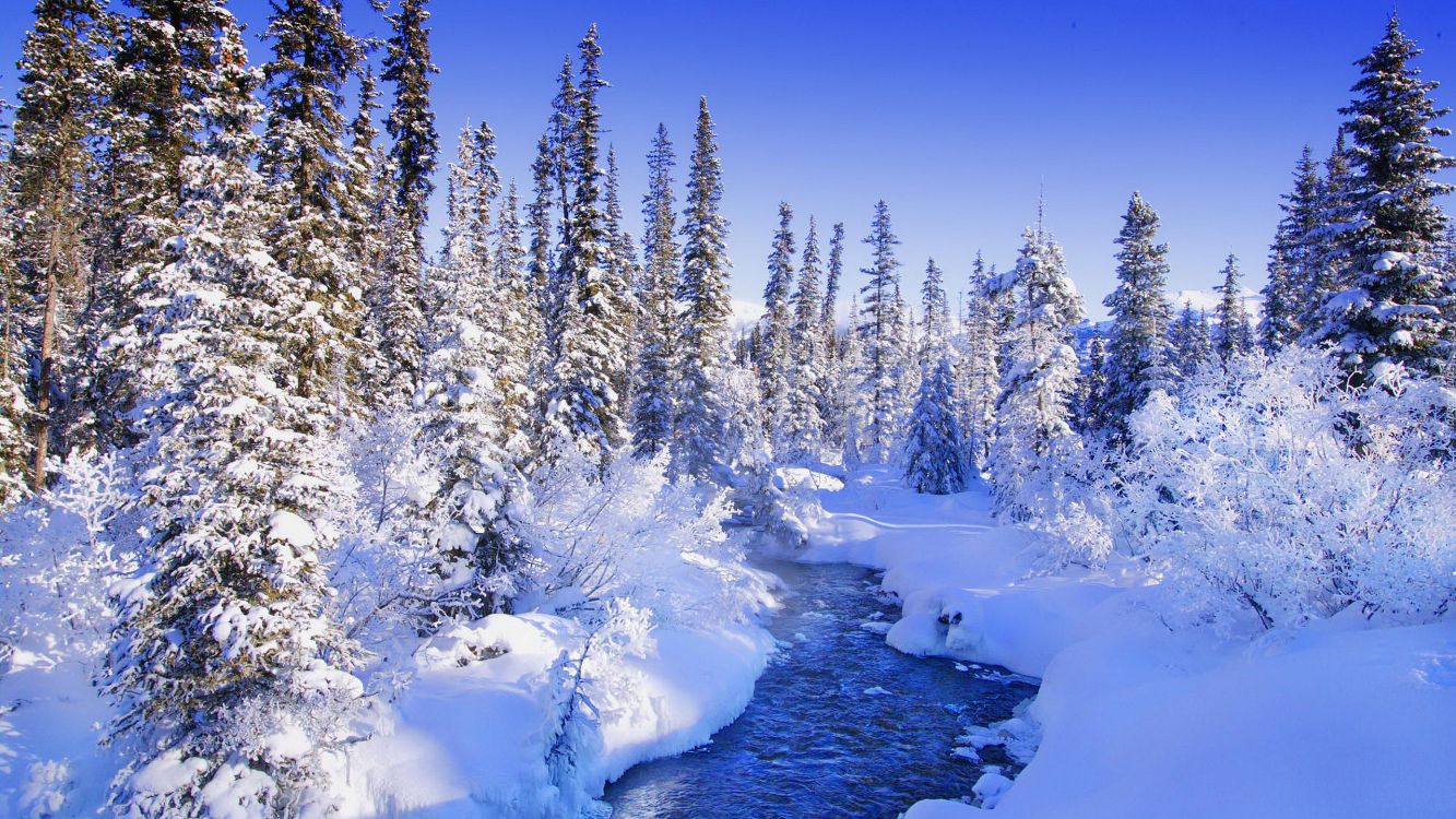 snow covered trees and ground during daytime