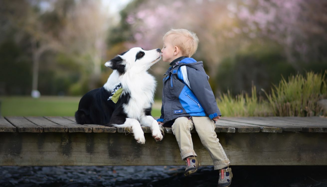 Hunderasse, Border Collie, Australian Shepherd, Australian Cattle Dog, Collie. Wallpaper in 2048x1172 Resolution