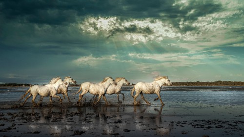 Image horse, mustang, cloud, water, ecoregion