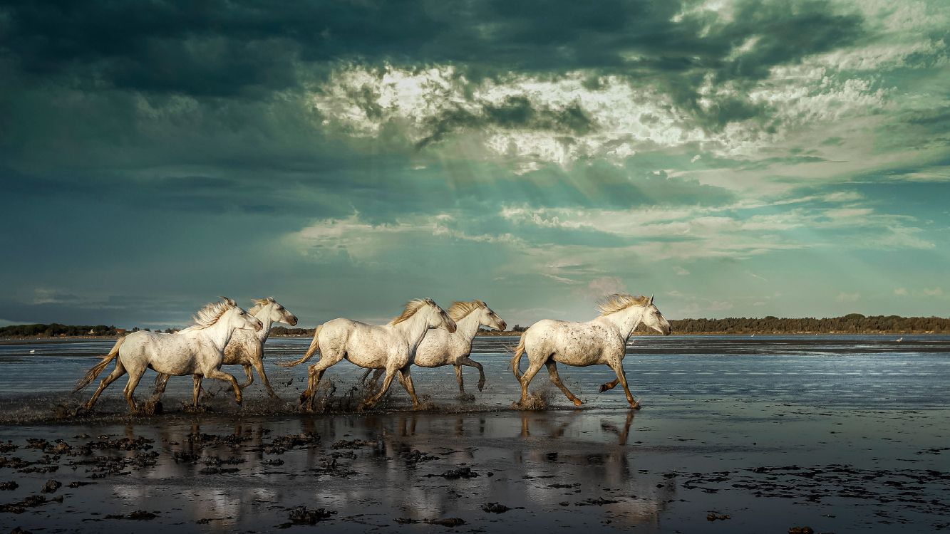 horse, mustang, cloud, water, ecoregion