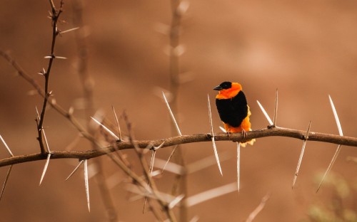 Image black and orange bird on brown tree branch