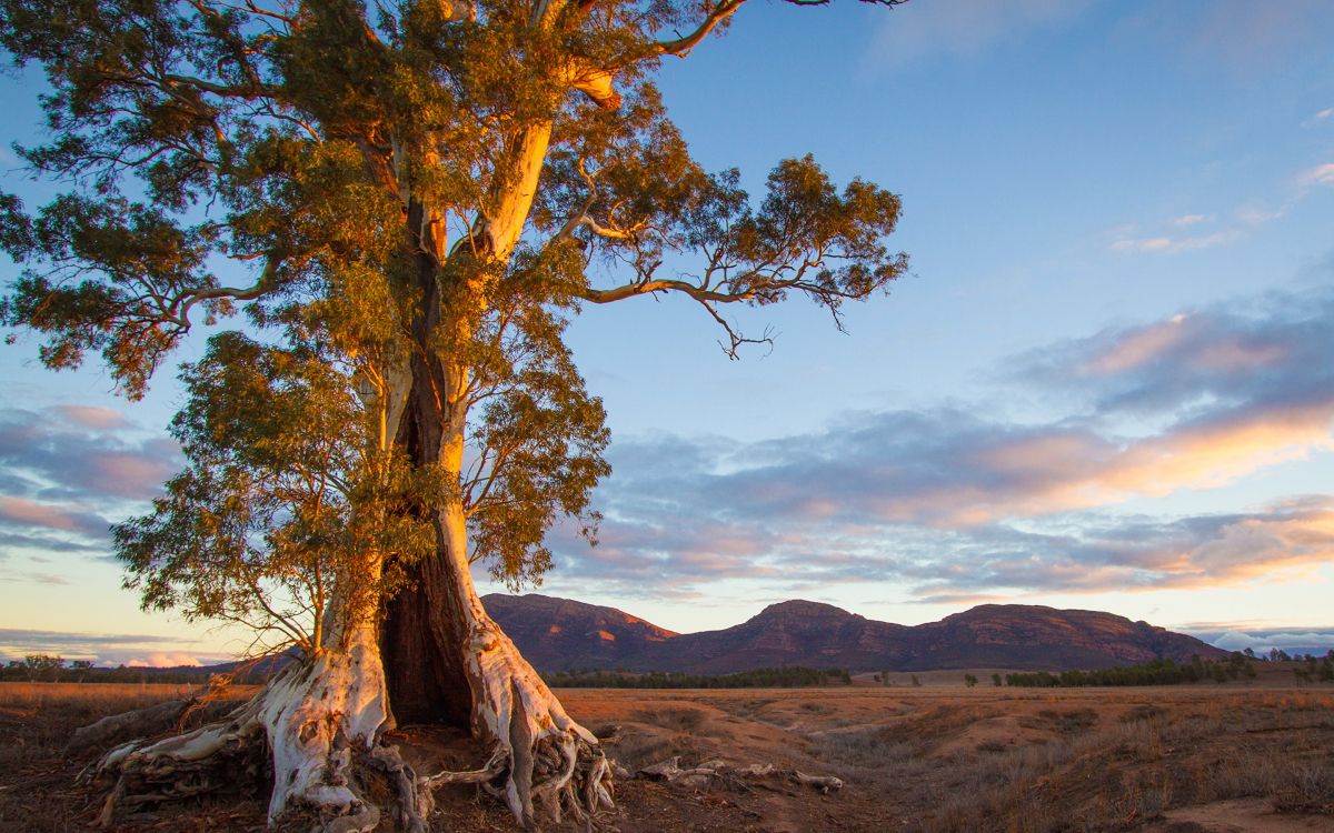 brown tree on brown field during daytime