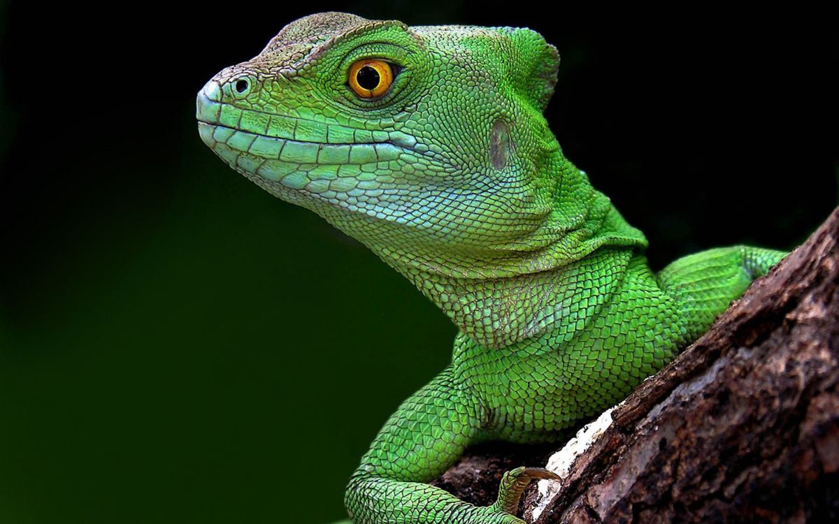 Lagarto Verde en la Rama de un Árbol Marrón. Wallpaper in 2560x1600 Resolution