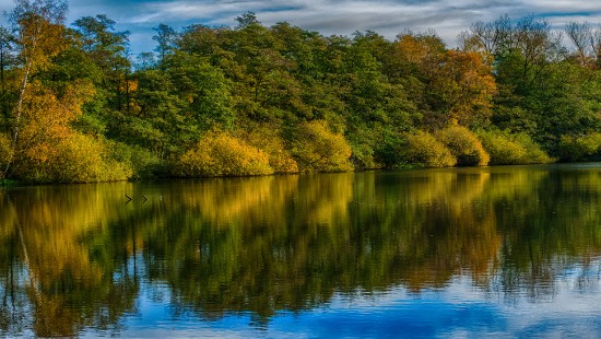 Image green and brown trees beside blue body of water during daytime