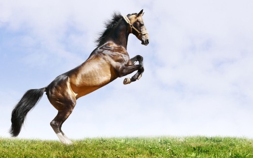 Image brown horse running on green grass field under white clouds during daytime