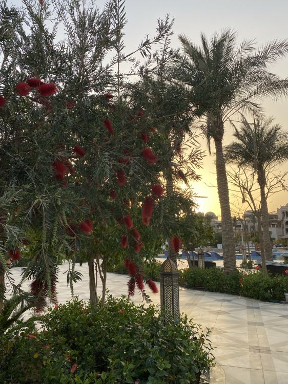 Flore, la Floraison de la Plante, Palmier, Feuille, Végétation. Wallpaper in 1536x2048 Resolution