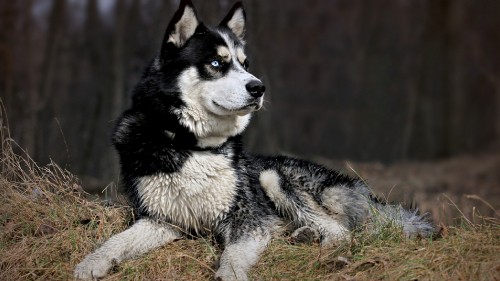 Image black and white siberian husky puppy lying on ground during daytime