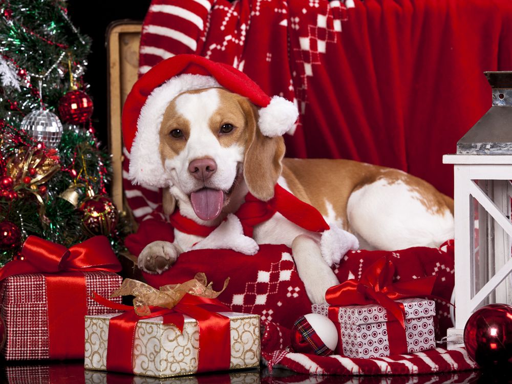 Cute Christmas Christmas cute hat dog HD wallpaper  Peakpx