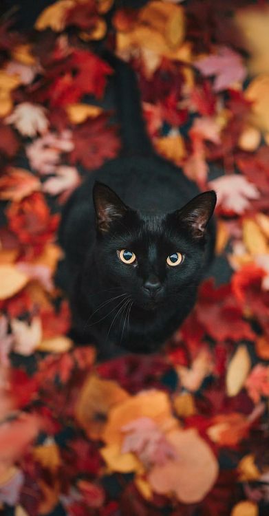 Gato de Otoño, Gato, Gran Danés, Gato Negro, Gatito. Wallpaper in 704x1350 Resolution