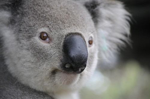 Image koala bear on brown tree branch during daytime