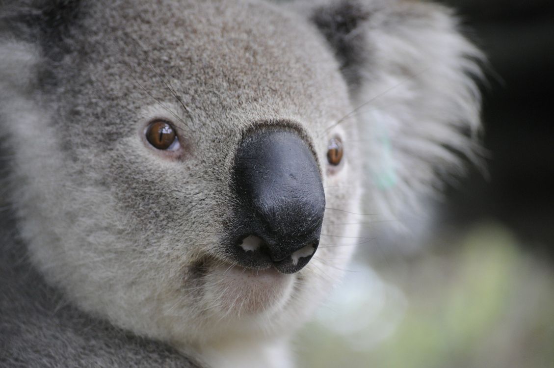 koala bear on brown tree branch during daytime