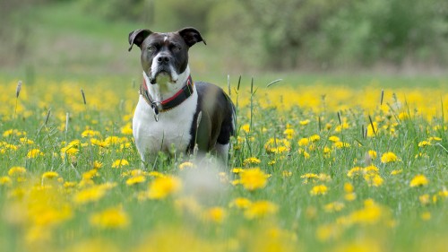 Image black and white american pitbull terrier puppy on yellow flower field during daytime