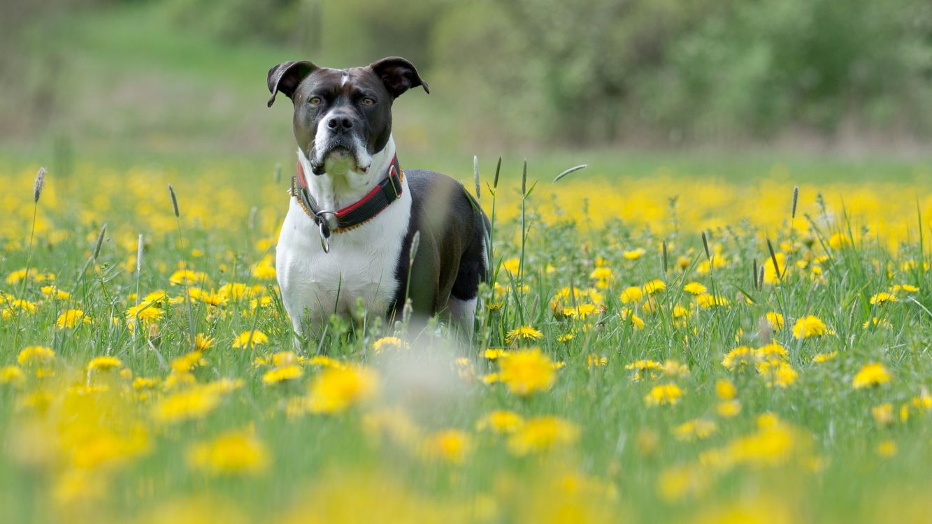 black and white american pitbull terrier puppy on yellow flower field during daytime