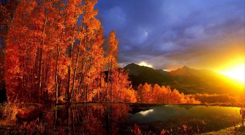 Image brown trees near lake under blue sky during daytime